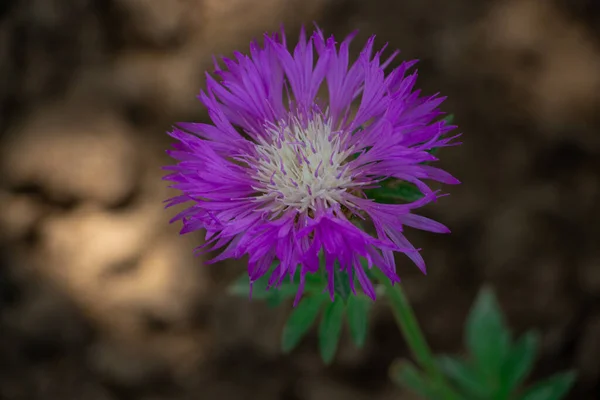 Фиолетовый васильковый цветок на лугу или в клумбе, крупным планом — стоковое фото
