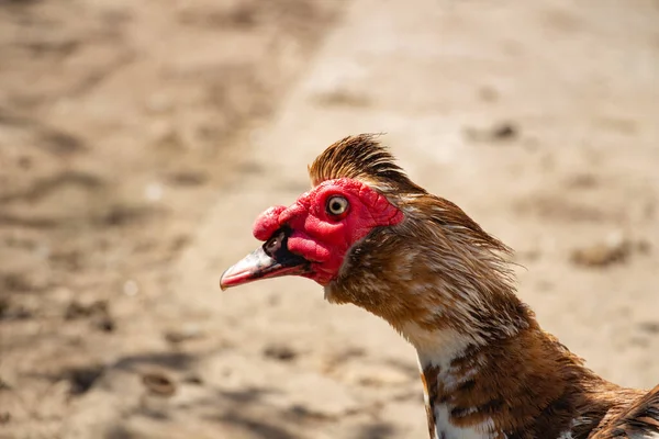 Pato muscoso adulto en el corral, macho de cerca — Foto de Stock