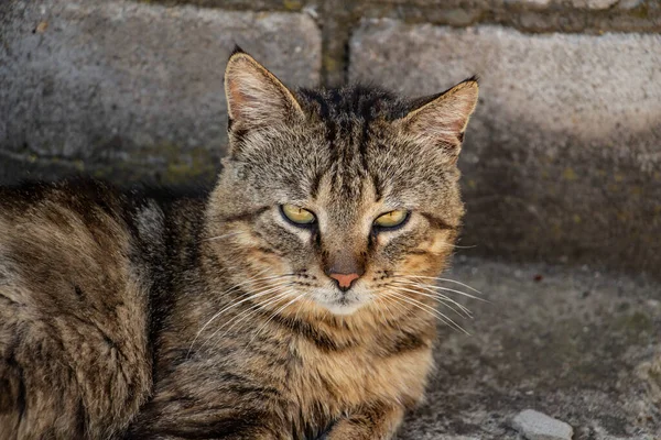 Genç tekir kedi dövüşçüsü yorucu bir günün ardından bahçede dinleniyor.