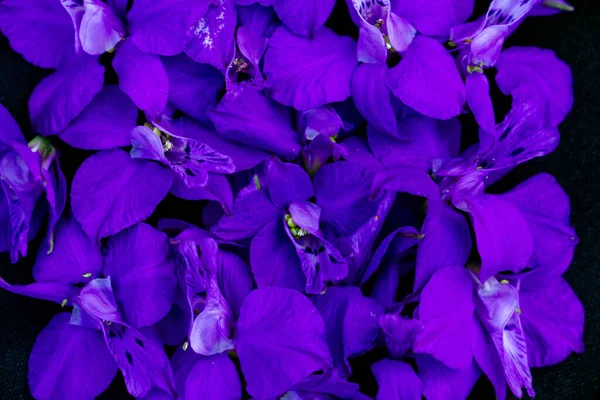 Flores de delphinium azul brilhante em um fundo preto, lugar para texto, espaço de cópia — Fotografia de Stock