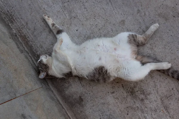 Grávida cinza-branco país gato descansando no quintal com a barriga para cima — Fotografia de Stock