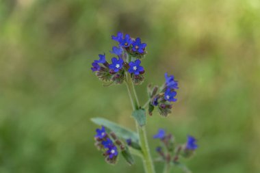 Bugloss, parlak mavi çiçekleri olan Borage ailesinin tüylü bitkisi.