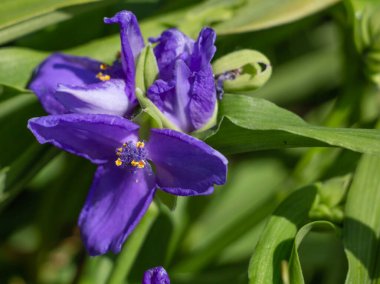 Virginia Tradescantia, leylak çiçeğinin yakın çekimi.