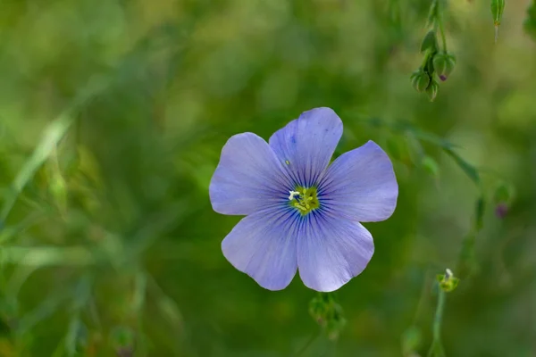 Fiori di lino su un'aiuola da vicino, fiori blu — Foto Stock
