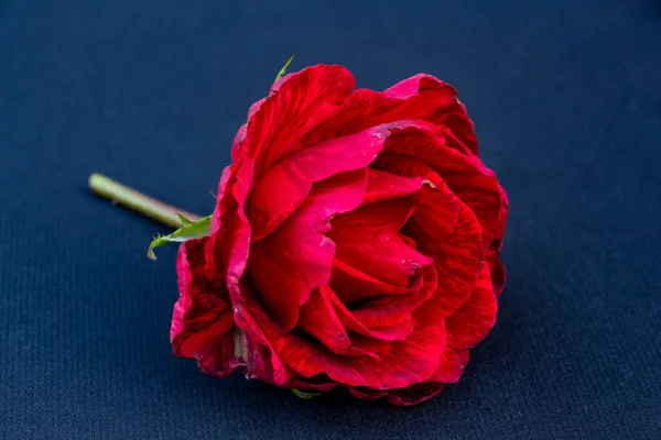 Jasna róża szkarłatna na granatowym tle, miejsce na tekst, przestrzeń do kopiowania — Zdjęcie stockowe