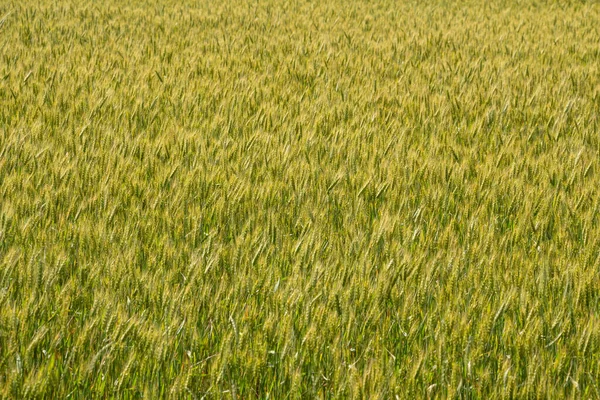 Orelhas de trigo à luz do sol, pôr do sol no campo — Fotografia de Stock