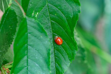 Yeşil kiraz yaprağında noktasız uğur böceği