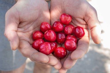 Avucunun içinde kirazlar, kendi bahçenizden hasat.