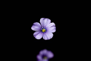 Siyah arkaplanda keten çiçekler, yakın plan, mavi çiçekler, metin için yer