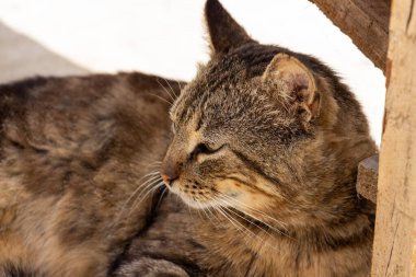 Genç tekir kedisi avluda dinleniyor.