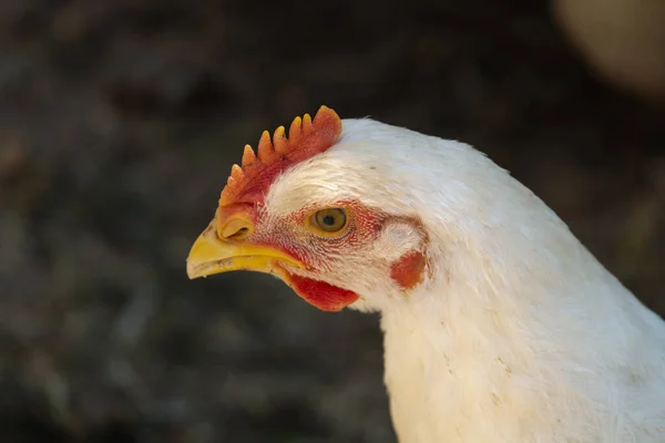 White broiler chicken looking curiously at the camera — Stock Photo, Image