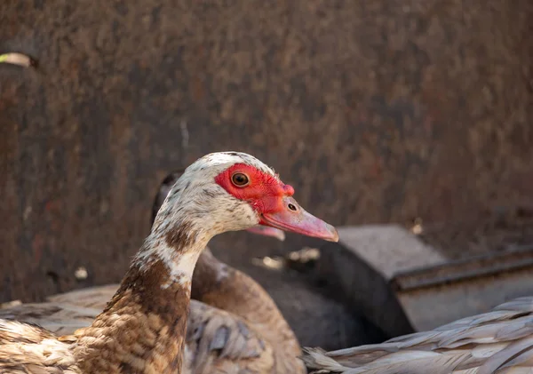 Canard musqué adulte dans la basse-cour, mâle gros plan — Photo