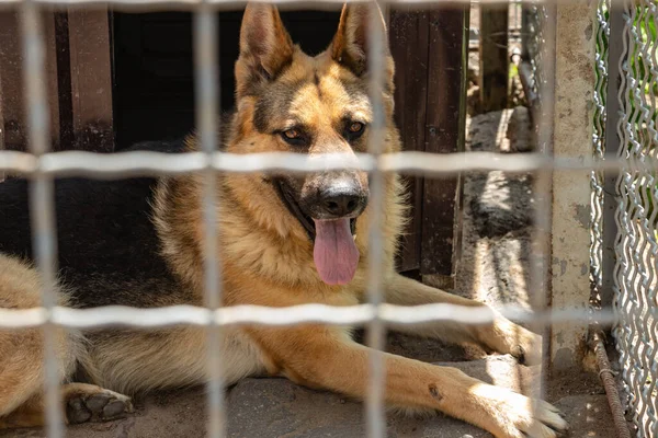 Alman çoban köpeği, dili dışarı sarkmış bir şekilde kuş kafesinde oturuyor.