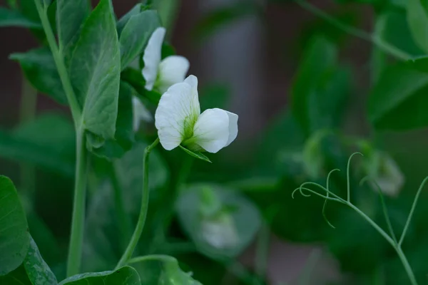 Όμορφο λευκό λουλούδι μπιζέλι στον κήπο — Φωτογραφία Αρχείου