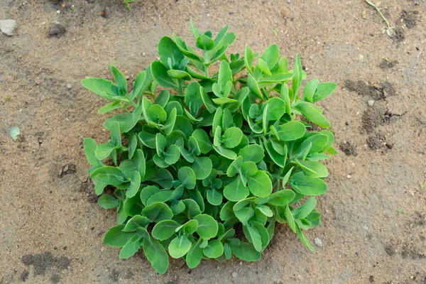 Sedum telephium, uma família de suculentas num canteiro de flores — Fotografia de Stock