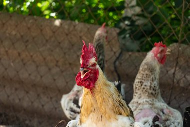 Çiftlik bahçesinde genç, yakışıklı, dişli horoz.