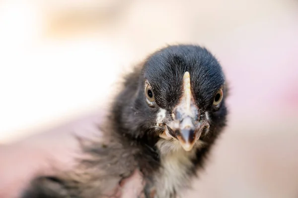 Retrato de lindo pollo negro y gris, animal de granja — Foto de Stock