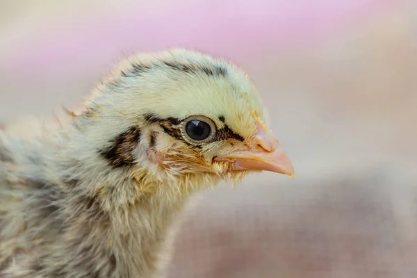 Retrato de pollo, pollo amarillo con rayas negras y con delineador de ojos, agricultura — Foto de Stock