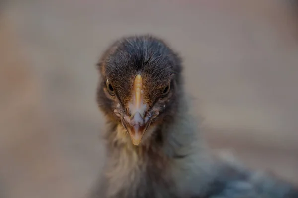 Portrait of cute black and gray chicken, farm animal — Stock Photo, Image