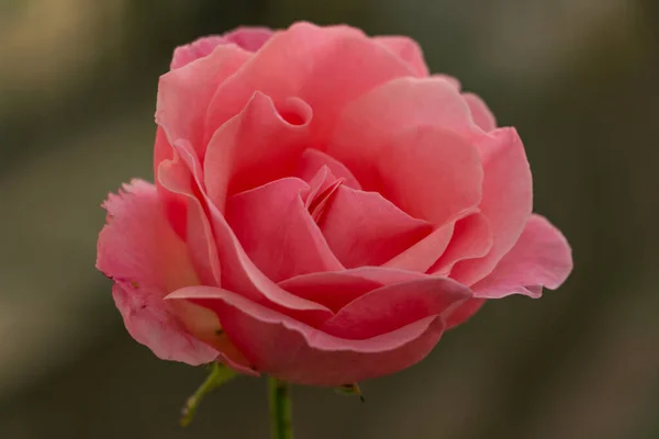 精致的粉红玫瑰花蕾紧贴着花园 — 图库照片