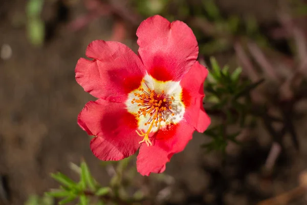 Fleur rouge Portulaca oleracea dans un lit de fleurs, fleur fragile — Photo