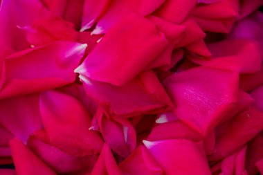 kırmızı gül yaprakları, düz yatış, çiçek bezi