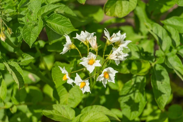 Οι πατάτες ανθίζουν στον κήπο με λευκά λουλούδια — Φωτογραφία Αρχείου
