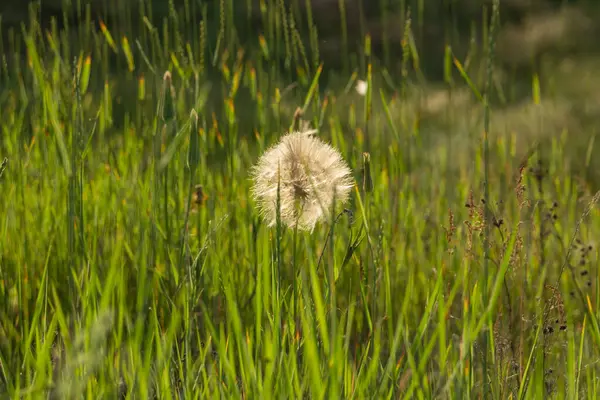 Πικραλίδα σε ένα χωράφι στις ακτίνες του ήλιου, λουλούδι του αέρα — Φωτογραφία Αρχείου