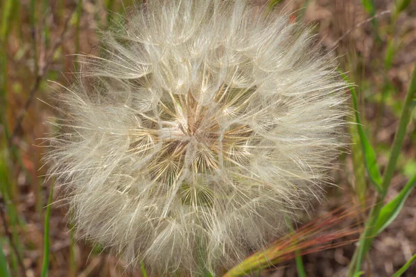 Одуванчик в поле в лучах солнца, воздушный цветок — стоковое фото