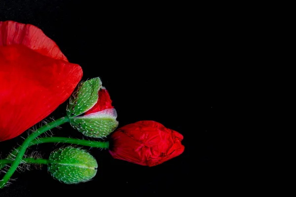 Siyah arkaplanda kırmızı gelinciklerin çiçek aranjmanı, metin için yer, kopyalama alanı — Stok fotoğraf