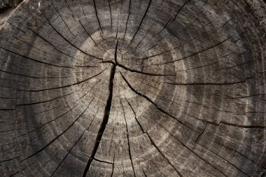 Bir ağacın kesiti, yüzyıllık halkaları olan eski bir ağaç kütüğü.