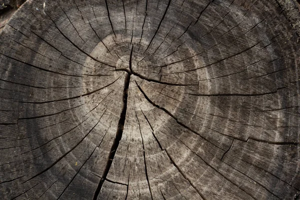 Coupe transversale d'un arbre, souche de vieil arbre avec des anneaux centenaires — Photo