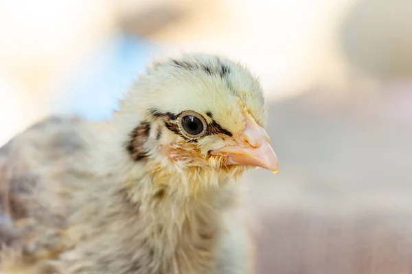 Portrait de poussin, poulet jaune à rayures noires et avec eye-liner, agriculture — Photo