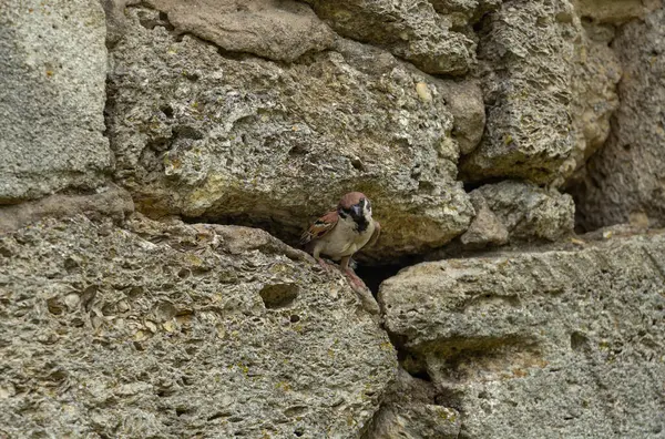 A sparrow looks out of his house in a stone wall — Stock Photo, Image
