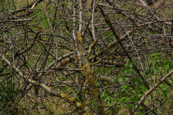 Thickets of dry twigs, impassable grove in the forest — Stock Photo, Image