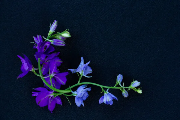 Belos ramos azuis de flor de delphinium no fundo preto, fundo floral decorativo requintado — Fotografia de Stock