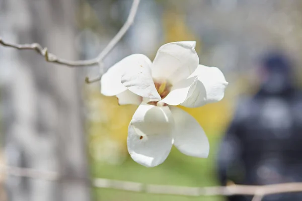 Magnolia albero fiore da vicino. E 'primavera. Stagione sfondo con spazio copia. Orto botanico ad aprile. — Foto Stock