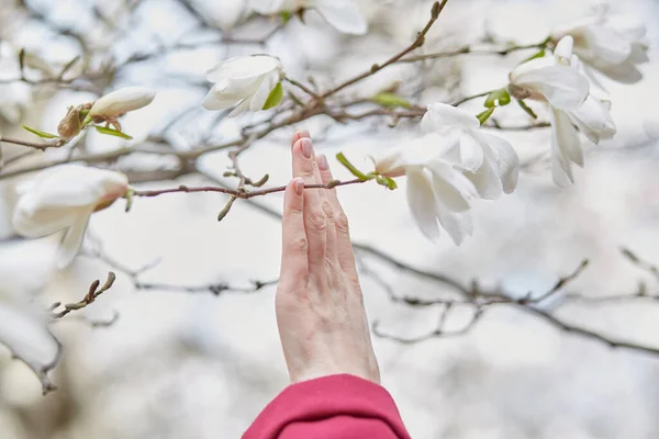 Ragazze mano sul delicato fiore dell'albero da vicino. E 'primavera. Stagione sfondo con spazio copia. Orto botanico a maggio. — Foto Stock