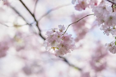 Sakura çiçek ağacı. Güneşli bir günde narin bir dal. Bahar arka planı. Şefkat kavramı. Pembe çiçekler