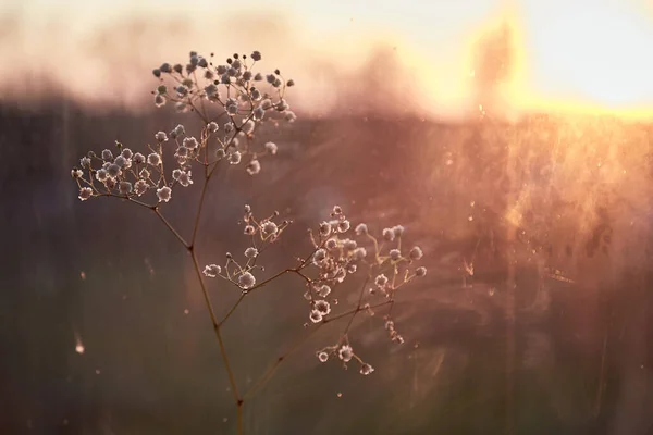 Delicado fundo da noite com flor de gypsophila e reflexão na luz do pôr do sol — Fotografia de Stock