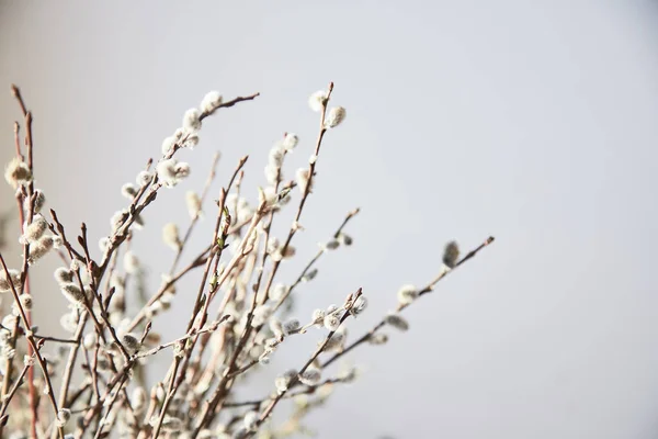 Primavera sela plantas em um fundo branco. Vista superior — Fotografia de Stock
