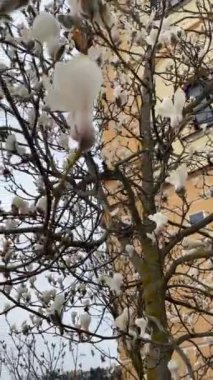 Kırmızı çatılarda bulunan Magnolia ağacı. Üst Manzara. Avrupa 'da bahar havası. İnsansız şehir. Tam HD görüntü.