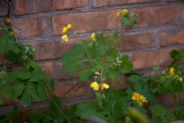 Sarı çiçekli ve yeşil yapraklı Celandine bitkisi. Organik doğal alternatif tıp