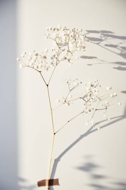 Gezegen kavramını kurtar Küresel yaratıcı kavram. Arka planda gölgelerle yapıştırılmış çingene çiçeği. Dikey fotoğraf