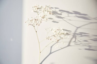 Gezegeni ve küresel ısınmayı kurtar. Arka planda gölgelerle yapıştırılmış çikila çiçeği. 