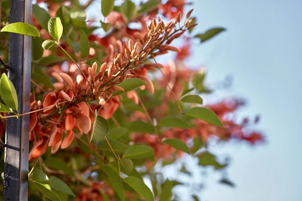 Tavuskuşu Çiçeği Kırmızı Çiçekleri Caesalpinia yakın çekim. Uzayı kopyala Doğal, botanik geçmişi — Stok fotoğraf