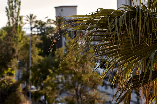 Första raden av hotell. Utsikt från terrassen av villa till handflatorna en ljus solig dag. Sommarsemester koncept. Högkvalitativt foto — Stockfoto