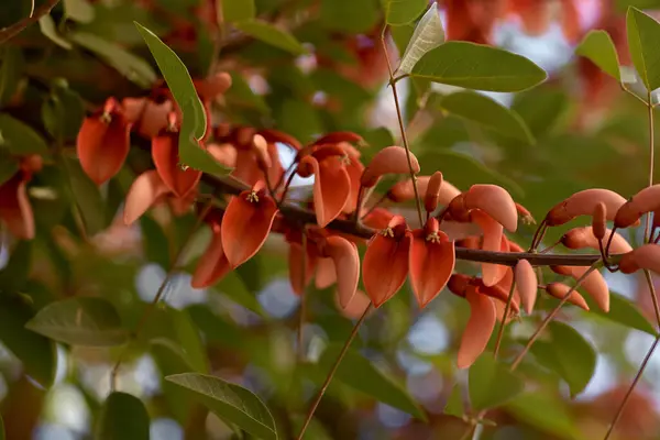 Tavuskuşu Çiçeği Kırmızı Çiçekleri Caesalpinia yakın çekim. Uzayı kopyala Doğal, botanik geçmişi — Stok fotoğraf