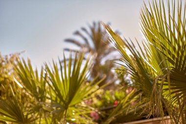 Tropik palmiye yaprakları. Uzayı kopyala Yaz cenneti ortamı