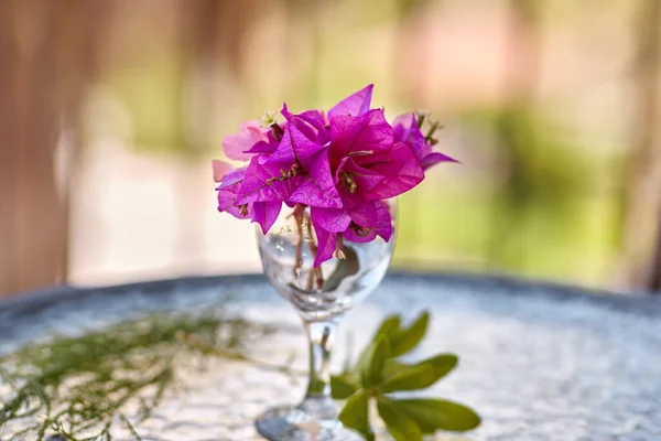 Yaz gerçeküstü çiçekler yaratıcı moda konsepti. Cam masadaki bir bardak şarabın içinde pembe Bougainvillea çiçekleri. Yaz tatili kavramı. — Stok fotoğraf